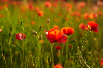 Fotomurales - red poppies on field