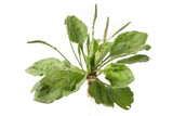 plantain