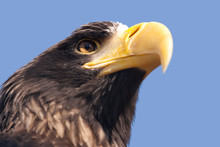 Steller's Sea Eagle.