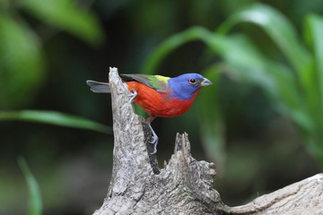 Fototapete - Painted Bunting (Passerina ciris)