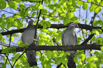 Two pigeon sitting on the tree