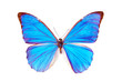 Butterfly - Morpho Anaxibia