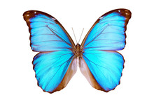 Butterfly - Morpho Menelaus Terrestris