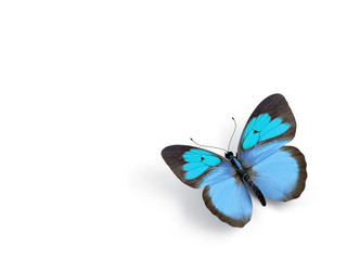 Butterfly - 3d render illustration on white background.