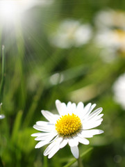 Wall Mural - Daisies macro shot with sunshine