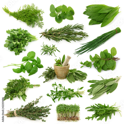 Nowoczesny obraz na płótnie Fresh herbs collection isolated on white background