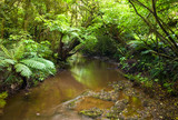 Fototapeta Sawanna - Rainforest