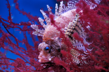 Wall Mural - Lionfish (Dendrochirus brachypterus)