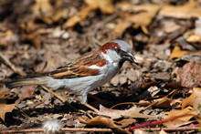 House Sparrow Male On Ground