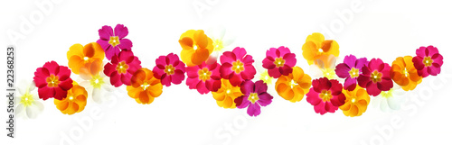 Summer flowers border