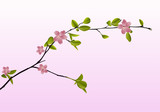 branch of cherry blossoms in spring on a pink background