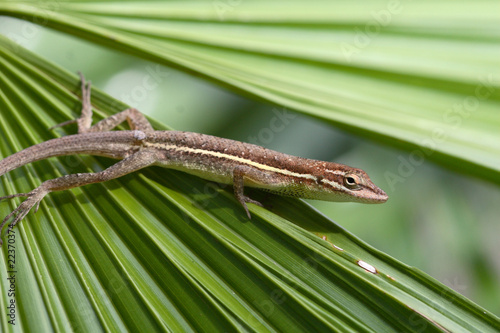 Naklejka samoprzylepna Anolis auratus - (polychrotidae sauria)