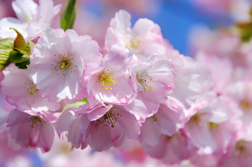 Wall Mural - Kirschblüte rosa - cherry blossom 29