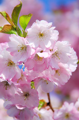 Wall Mural - Kirschblüte rosa - cherry blossom 30