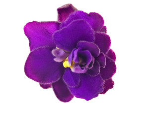 Poster - single dark violet flower on white