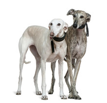 Two Galgo Espanol Dogs, 8 And 7 Years Old