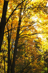 Wall Mural - autumn trees