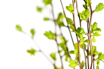 Canvas Print - Branches with green spring leaves