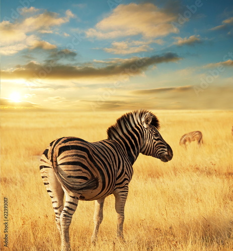 Plakat na papierze fotorealistycznym Zebra