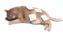 Cat With SALE TERMS Post It Notes - HD