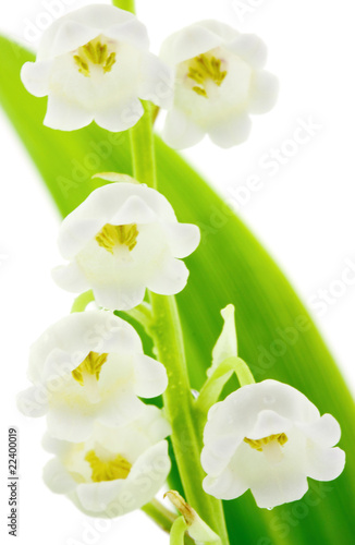 Fleurs Blanches De Muguet Porte Bonheur Fond Blanc Stock Photo Adobe Stock Fleurs Blanches De Muguet Porte Bonheur Fond Blanc Stock Photo Adobe Stock