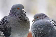 Two Pigeons On A Perch