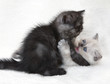 Leinwanddruck Bild Two playful kittens