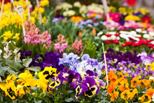 Blumen Auf Dem Markt, Flowers On A Market