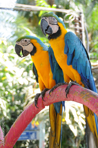 Obraz na płótnie canvas czteroczęściowy "tetraptyk" Ptaki: dwie jasne niebieskie i złote papugi