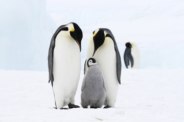 emperor penguins on the sea ice in the weddell sea, antarctica