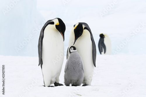 Fotografie, Obraz Emperor penguins on the sea ice in the Weddell Sea, Antarctica