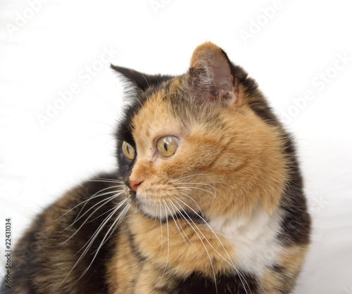 Gatto Tartaruga Con Sfondo Bianco Buy This Stock Photo And Explore Similar Images At Adobe Stock Adobe Stock