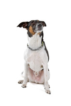 Smooth Fox Terrier Isolated On A White Background