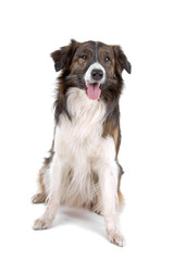 Wall Mural - border collie dog sticking out tongue