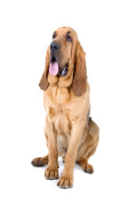 Front View Of A Bloodhound (st.hubert Or Sleuth)