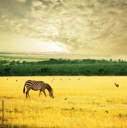 Plakat na papierze fotorealistycznym Zebra na wschód