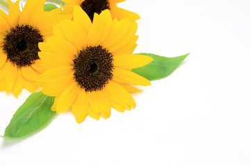 Wall Mural - sunflower