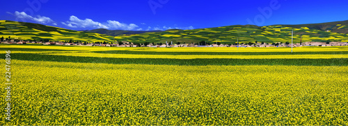 中国青海省门源县油菜花景色stock Photo Adobe Stock 中国青海省门源县油菜花景色stock Photo Adobe Stock