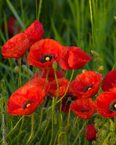 Board z aluminiowym obramowaniem Poppy flowes