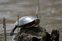 Turtle Balancing On A Log