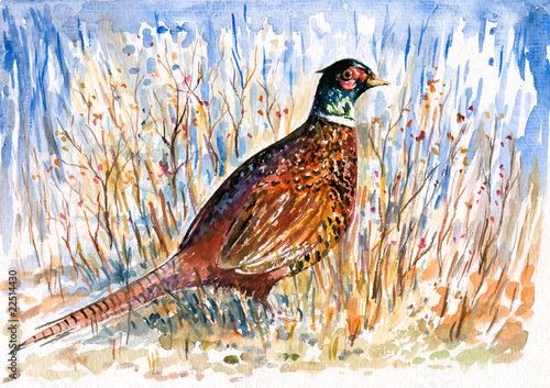 Naklejka dekoracyjna Pheasant