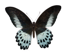 Papilio Polymnestor
