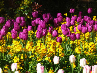 Wall Mural - Purple Tulips