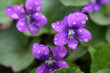 Wet Purple Violets
