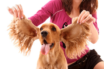 Canvas Print - Young brown cocker spaniel on white background