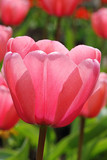 Fototapeta Tulipany - One Pink Poppy
