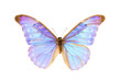 Butterfly, Morpho Diana Augustinae, wingspan 124mm