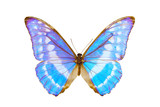Fototapeta Motyle - Butterfly, Morpho Cypris, wingspan 113mm