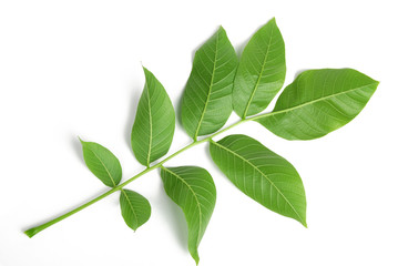 walnut leaves