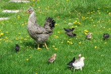 Chicken Family At Garden